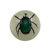 Custom made Embedment Insect Transparent Acrylic Paperweight