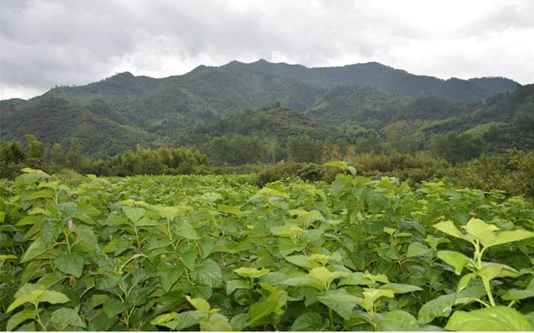 健康自然干白桑叶茶