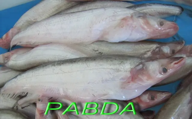 pabda fish in hindi