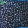 Sell China Frozen Blueberry Factory