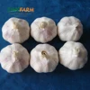 /product-detail/china-manufacture-fresh-pure-white-garlic-market-price-60767553503.html