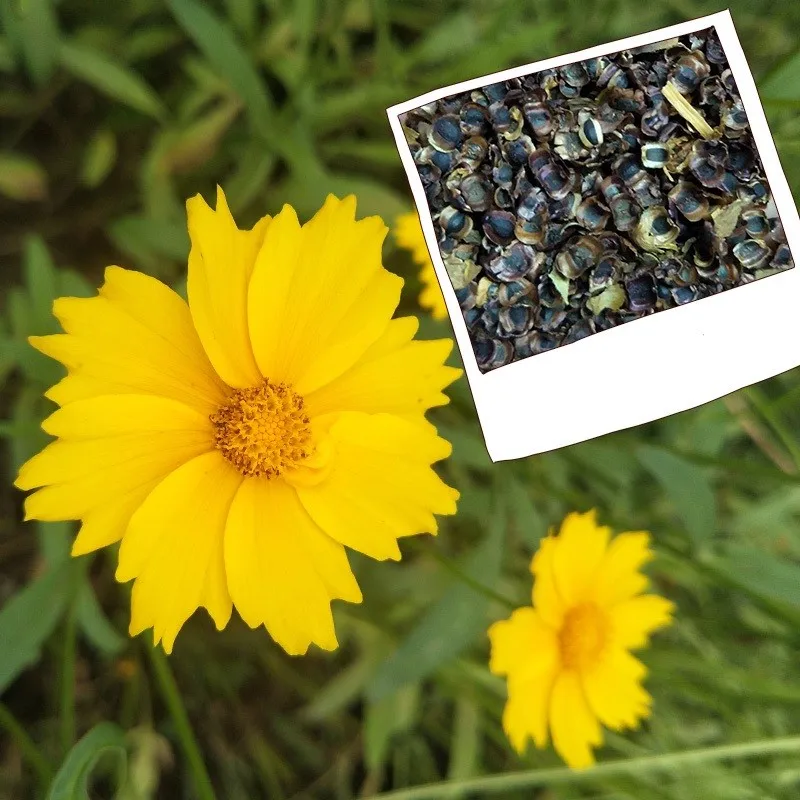 s423 紫微花优质花卉林木种子常见 crapemyrtle 鲜花种子