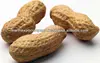Indian GG20 Quality Groundnut Peanut