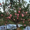 fruit tree seedling