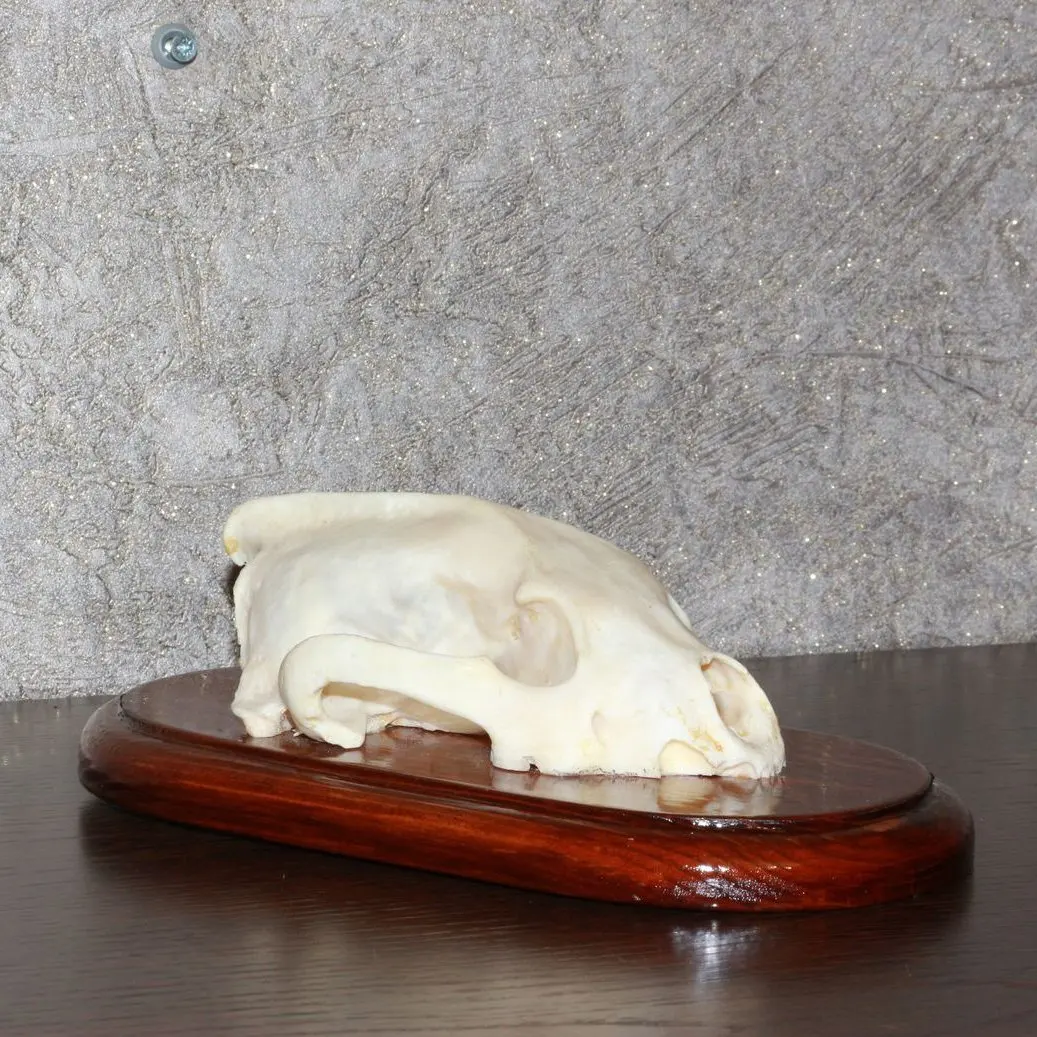 EURASIAN LYNX - TAXIDERMY SKULL FOR SALE - NOT BOBCAT