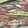 Frozen Loligo Chinensis squid Whole Round WR Red Squid