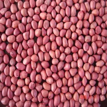 red_skin_peanut_kernels[1].jpg