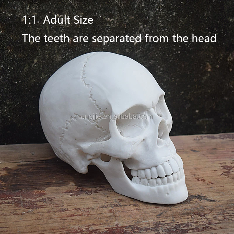 Wholesale Resin Skull Heads for Halloween Decoration