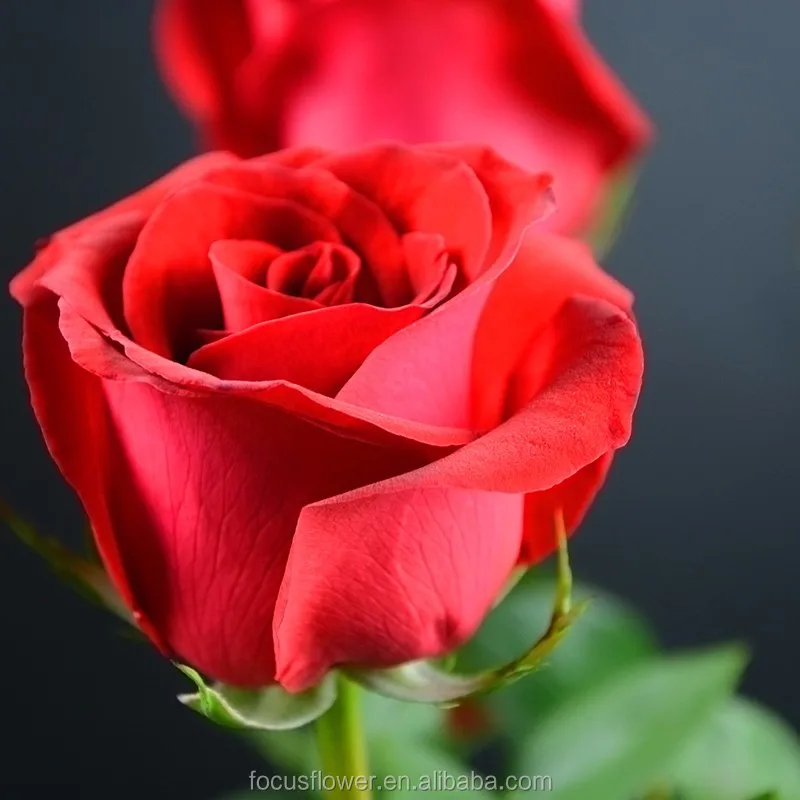 Carola Red Rose Flower (31)