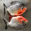 Frozen Fish Red Pomfret / Red Pacu / Piaractus Brachypomus