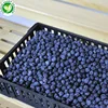 Bulk Best Grade Freezing Organic Blueberry, IQF Frozen Blueberries