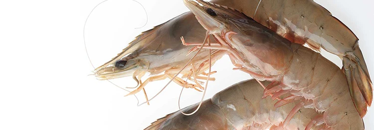 white shrimp 750.jpg
