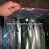 frozen fresh mackerel fish/fish sea food