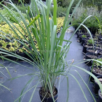 12 Mosquito Repellent Plants Garden Design