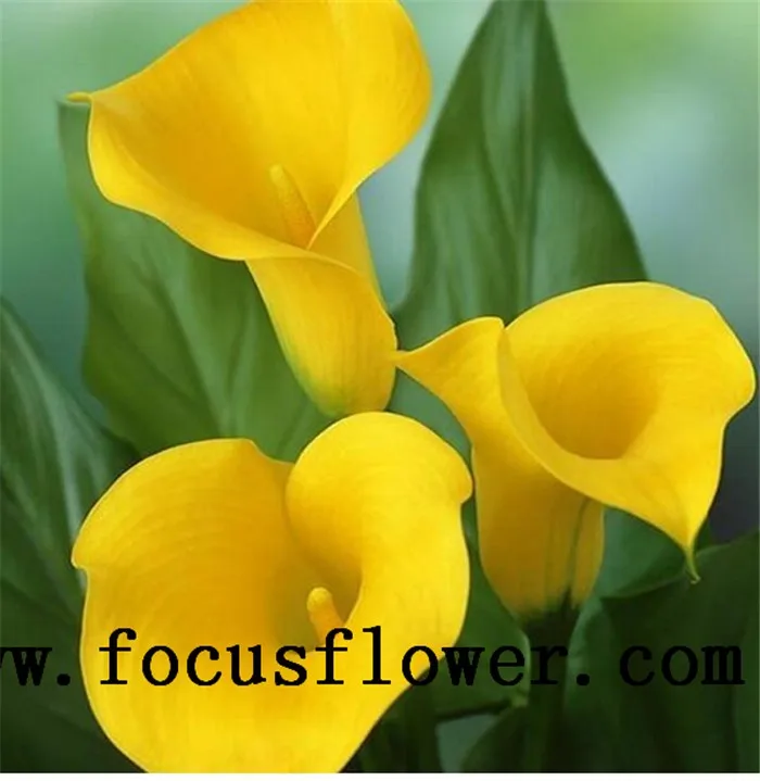 High Class Jasmine Flower In Hair Export Fresh Cut Flowers Roses Whole