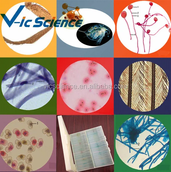 Microscope Prepared Slides Hot Sale Under Microscope 25 Pieces Teaching