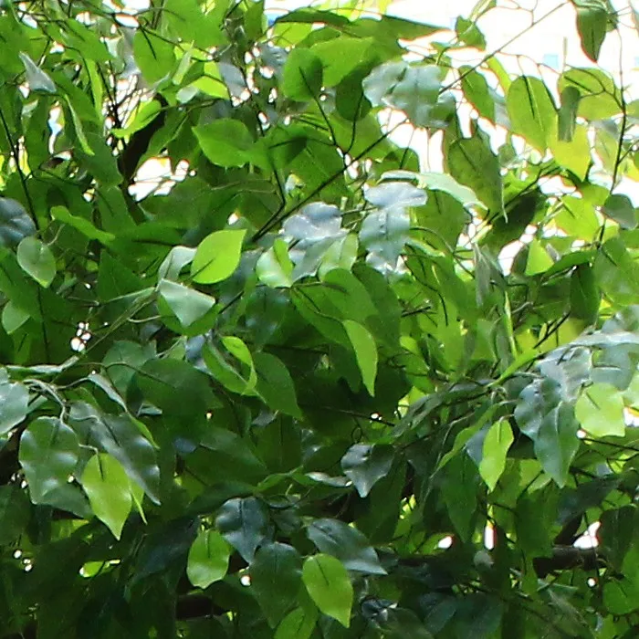 decorative new design artificial banyan/ficus tree for parks