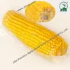 Retort Package Sweet Corn Cuts Corn Food