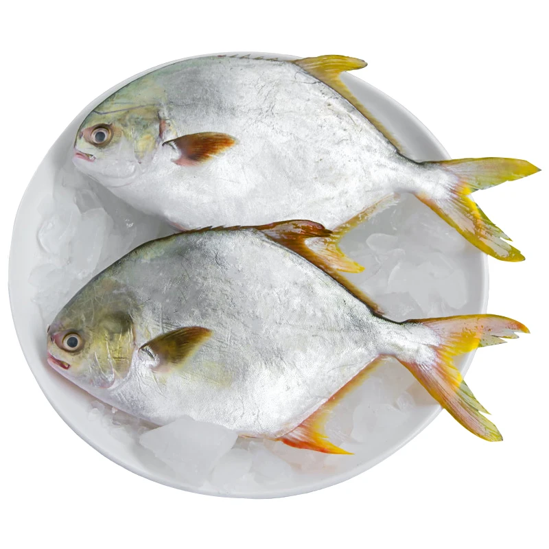 good quality frozen seafood frozen golden pomfret whole round