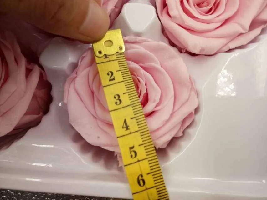 rose pink.jpg