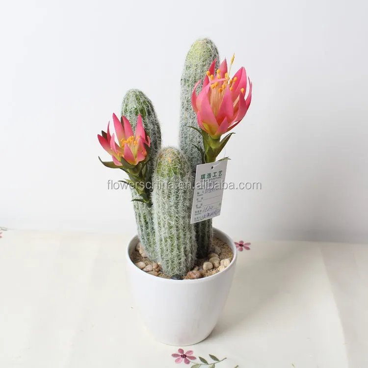 China Supplier Marking Large Cactus Indoor Flowering Plant China Supplier Marking Large Cactus Indoor Flowering Plant Plants Suppliers Product On Alibaba