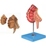 Medical Model of Human Caecum and Appendix