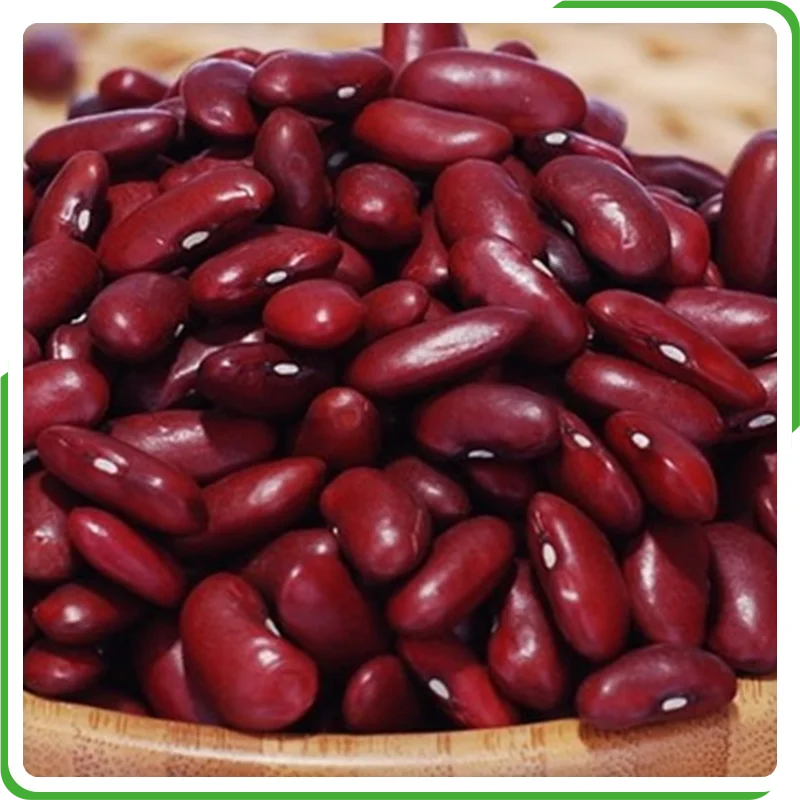 chinese kidney bean long shape red kidney bean