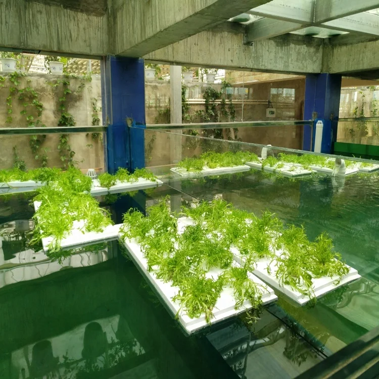 high quality hydroponics greenhouse