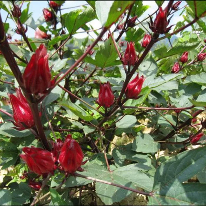 Newest Roselle Seeds Hibiscus Seeds Luosheng Flower Tea Seeds For Sale ...