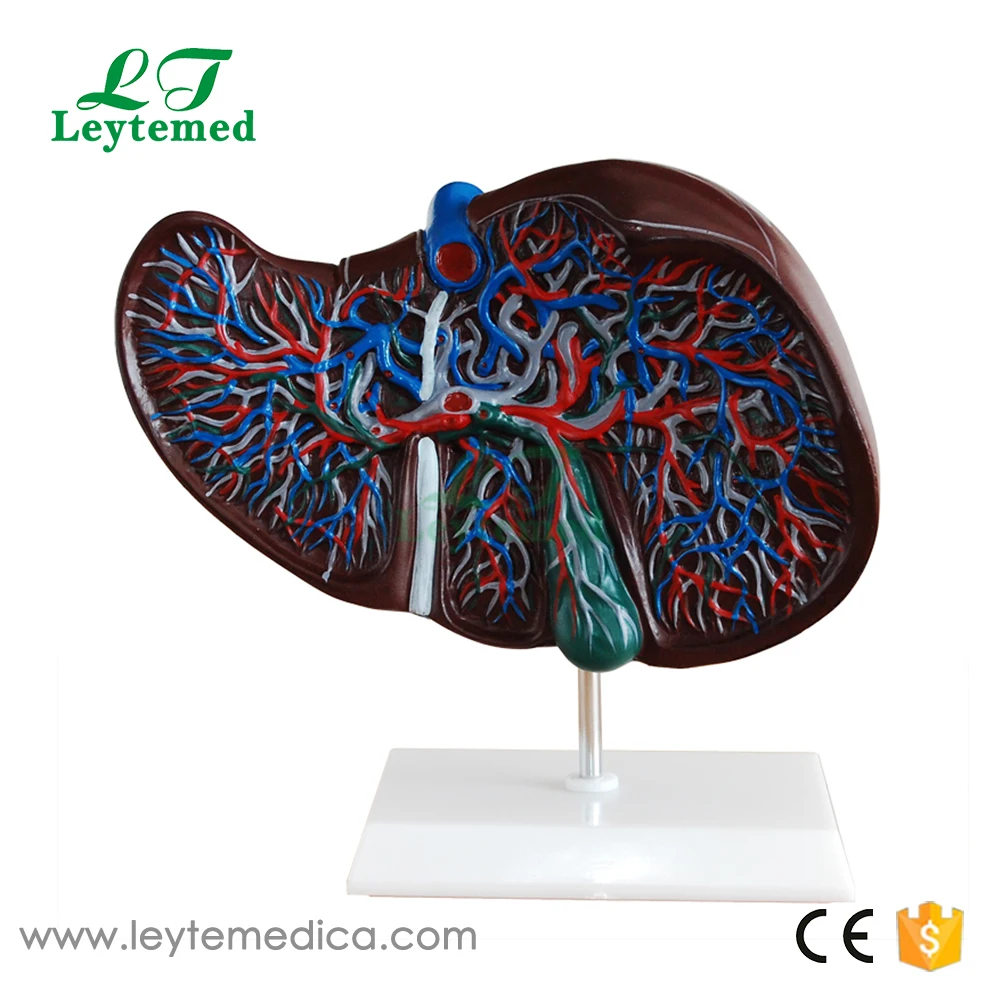 XC-312 Liver Model-1.jpg