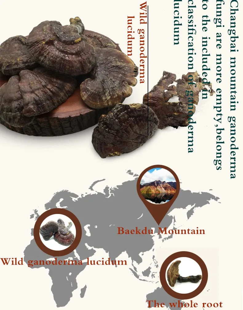 灵芝蘑菇提取物免费样品 - buy reishi mushroom extract,reishi