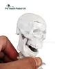 3d Medical Anatomy Pvc Plastic Human Skeleton Model