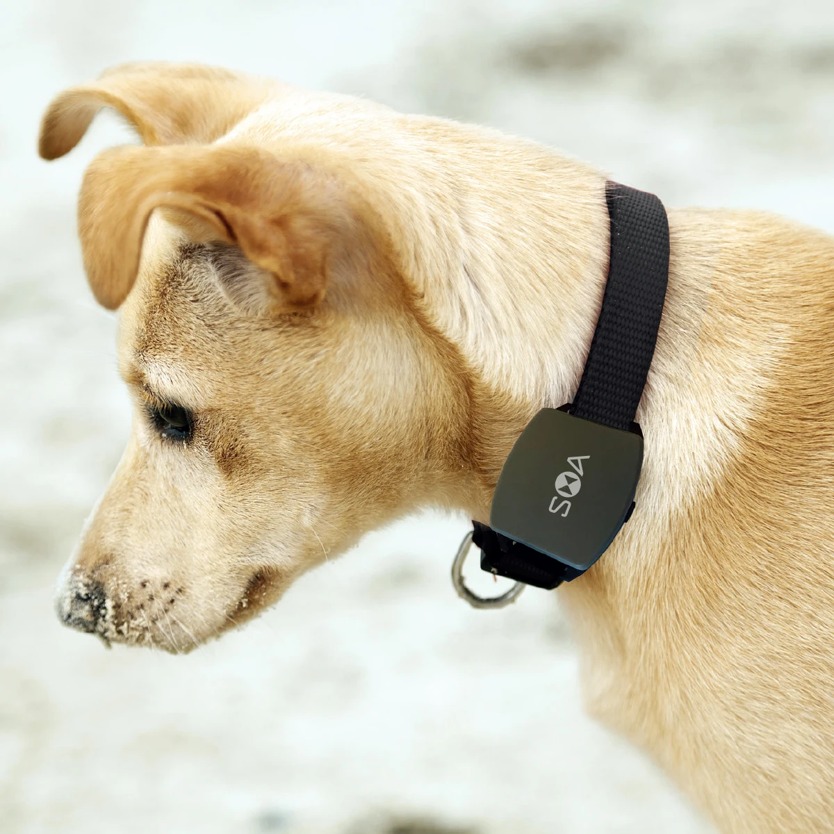Dog Tracking Device With Sim Card Waterproof Ip68 Bluetooth Sms Fitness ...