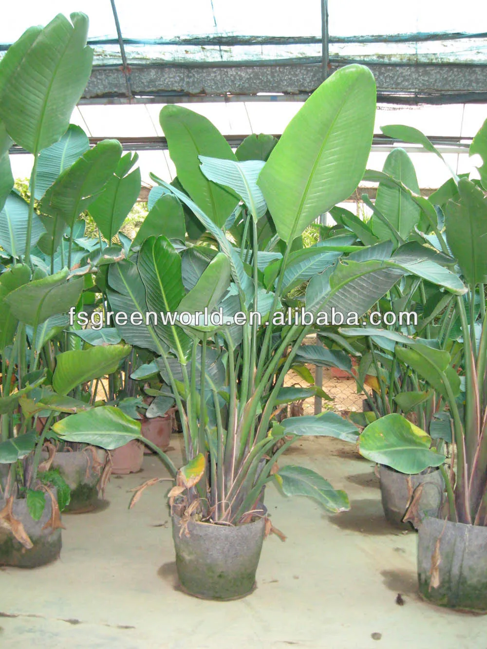 strelitzia nicolai tanaman hias Tanaman berkayu ID produk 