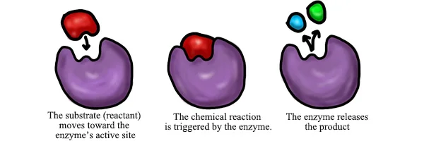 enzyme capsules 1.jpg