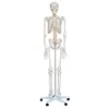 180cm Structure skeleton model manufacturer