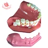Teeth Study Dentition development model 2