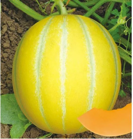 Good Diseases Tolerance Hybrid Musk Melon Seeds Buy Hybrid Melon