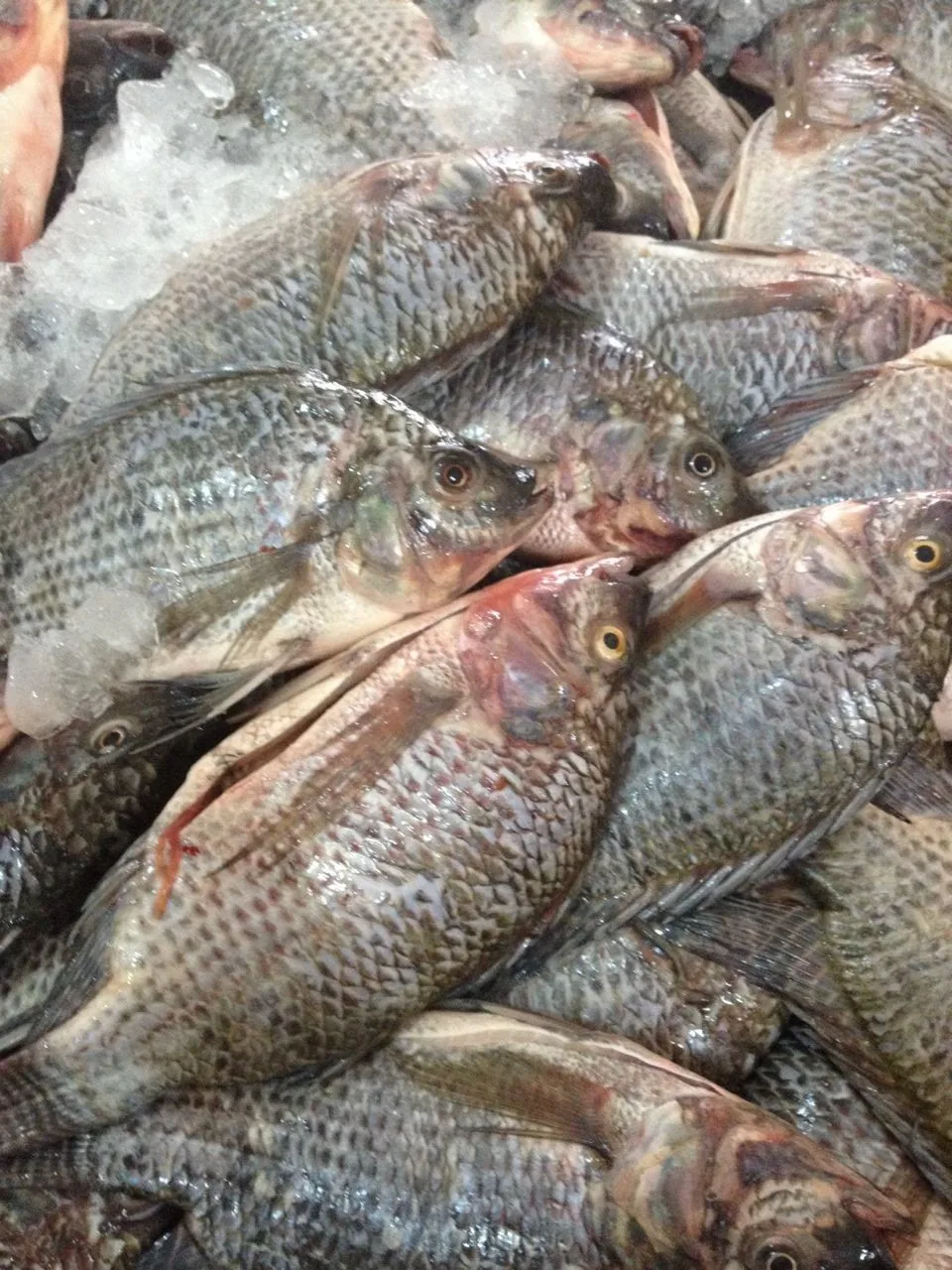 Wholesale Frozen Tilapia Fingerlings Fish Price For Seafood Importer