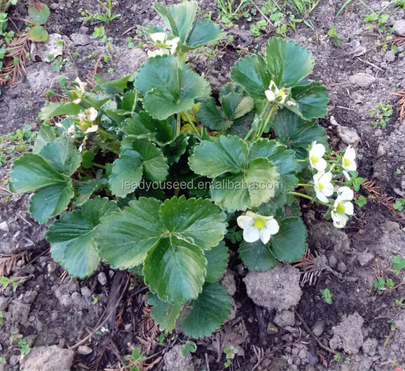 SB01 Fairy new arrival high quality f1 hybrid strawberry seeds for growing4.jpg
