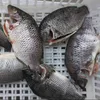 Frozen farm raised black Tilapia fish whole round