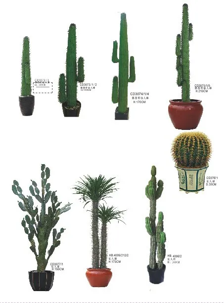 Hoge cactusplanten voor binnen te koop