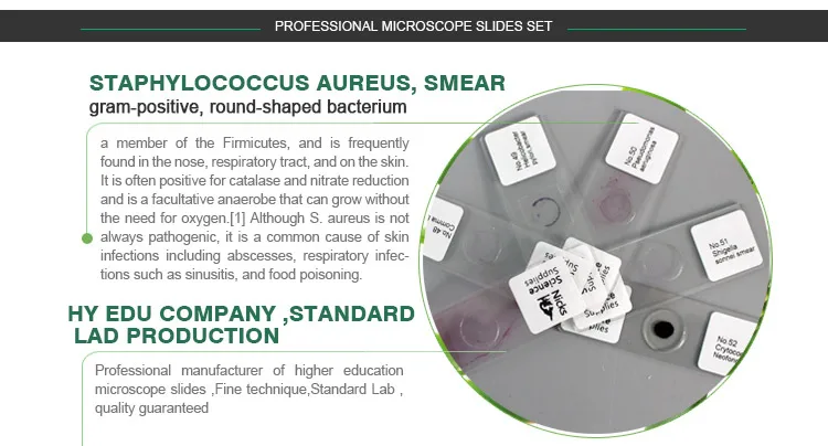 006 Microorganism cells prepared microscope slides.jpg