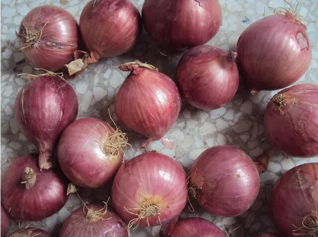 Onion Importers In Singapore Onion Price 1 Kg Buy Onion Price 1 Kg Onion Price Product On Alibaba Com