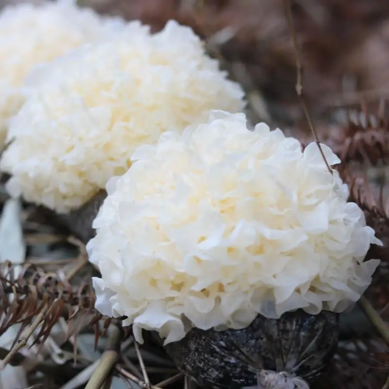 detan 新鲜银耳银耳蘑菇