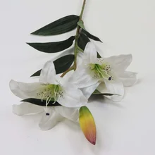 Promocao De Lirio Stargazer Compras Online De Lirio Stargazer Promocionais Portuguese Alibaba Com