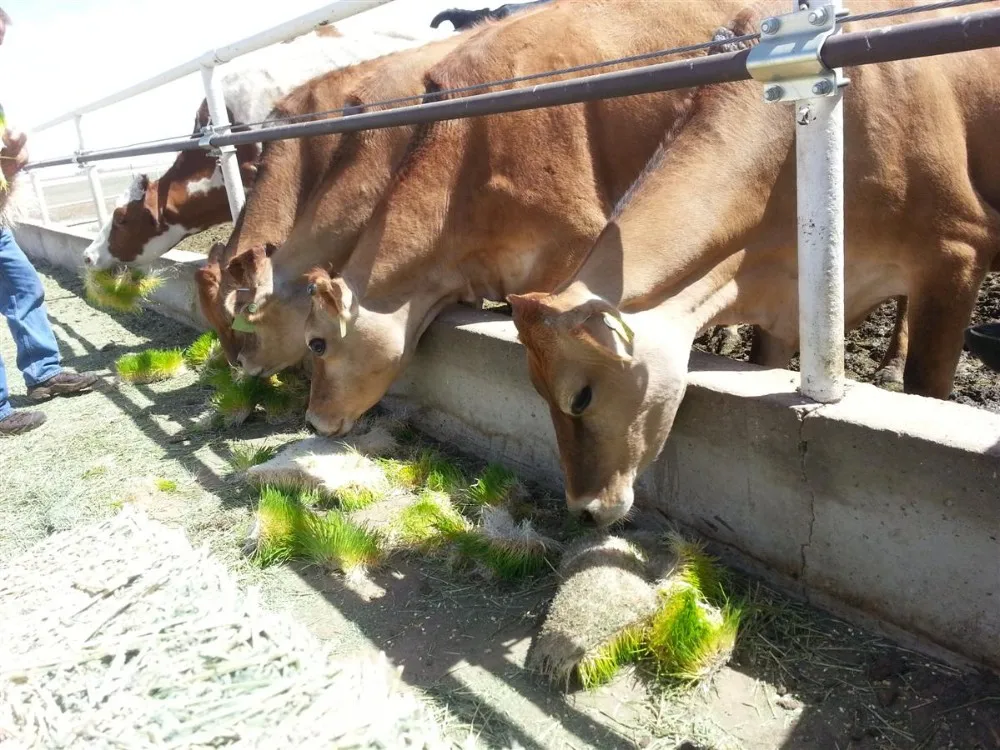 Animal Feeding Equipment Poultry Feed Equipment Animal Husbandry Equipment Buy Animal Feeding