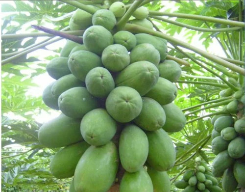 high quality papain / papaya enzyme / papain powder