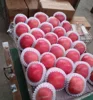 Red Yantai Fuji Apple/Full blush redness