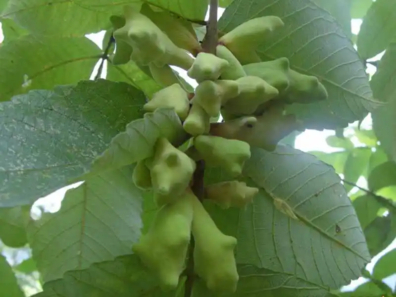 gallnut extract 3.jpg